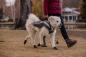 Preview: Ruffwear Lumenglow Hi Viz Jacket Granite Gray Gr. XL Preview: Ruffwear Lumenglow Hi Viz Jacket Granite Gray Gr. XL